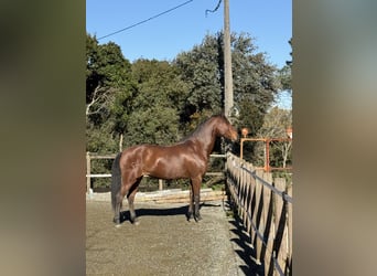 Lusitanos, Stute, 13 Jahre, 165 cm, Brauner