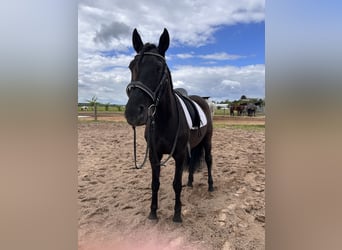 Lusitanos Mix, Stute, 14 Jahre, 151 cm, Rappe
