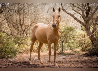 Lusitanos, Stute, 14 Jahre, 160 cm, Palomino