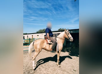 Lusitanos, Stute, 14 Jahre, 164 cm, Pearl
