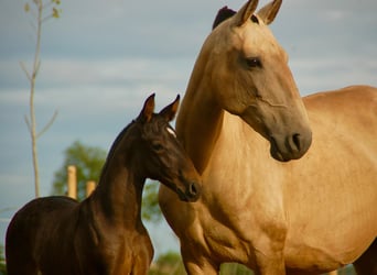 Lusitanos, Stute, 15 Jahre, 151 cm, Falbe