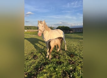 Lusitanos, Stute, 15 Jahre, 160 cm, Cremello
