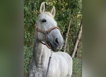 Lusitanos, Stute, 15 Jahre, 160 cm, Fliegenschimmel