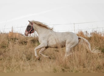 Lusitanos, Stute, 15 Jahre, 163 cm, Perlino