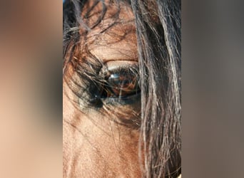 Lusitanos, Stute, 15 Jahre, 165 cm, Brauner