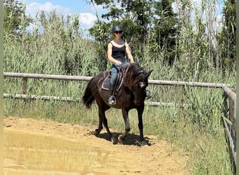 Lusitanos, Stute, 16 Jahre, 155 cm, Rappe