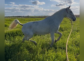 Lusitanos, Stute, 16 Jahre, 160 cm, Fliegenschimmel