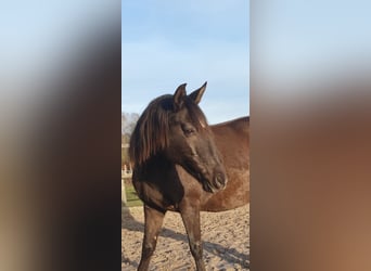 Lusitanos, Stute, 17 Jahre, 158 cm, Rappe