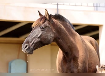 Lusitanos, Stute, 18 Jahre, 154 cm, Rappe