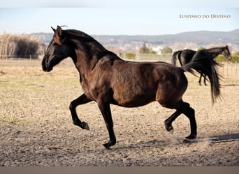 Lusitanos, Stute, 18 Jahre, 154 cm, Rappe