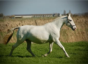 Lusitanos, Stute, 18 Jahre, 160 cm, Schimmel