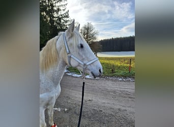 Lusitanos, Stute, 19 Jahre, 150 cm, Fliegenschimmel