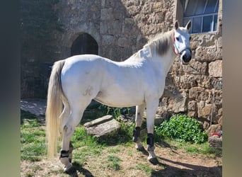 Lusitanos, Stute, 19 Jahre, 155 cm, Schimmel