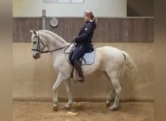 Lusitanos, Stute, 19 Jahre, 165 cm, Fliegenschimmel