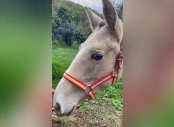 Lusitanos, Stute, 1 Jahr, 135 cm, Pearl