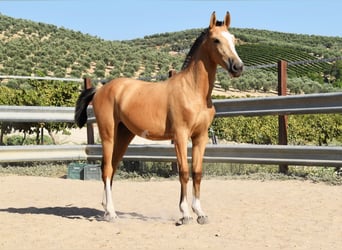 Lusitanos, Stute, 1 Jahr, 139 cm, Falbe