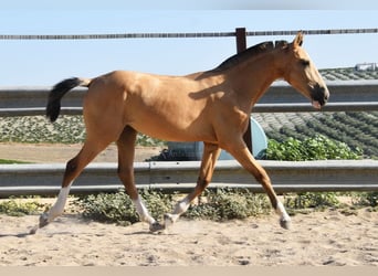 Lusitanos, Stute, 1 Jahr, 139 cm, Falbe