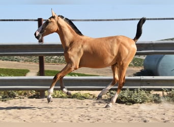 Lusitanos, Stute, 1 Jahr, 139 cm, Falbe