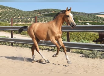 Lusitanos, Stute, 1 Jahr, 139 cm, Falbe