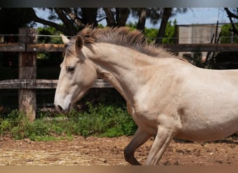 Lusitanos Mix, Stute, 1 Jahr, 140 cm, Pearl