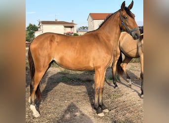 Lusitanos, Stute, 1 Jahr, 150 cm, Rotbrauner