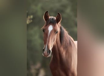 Lusitanos, Stute, 1 Jahr, 158 cm, Brauner