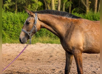 Lusitanos, Stute, 1 Jahr, 158 cm, Buckskin
