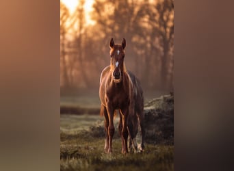 Lusitanos, Stute, 1 Jahr, 160 cm, Fuchs