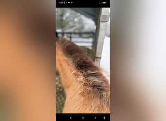 Lusitanos Mix, Stute, 1 Jahr, 162 cm, Pearl