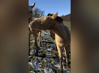 Lusitanos Mix, Stute, 1 Jahr, 162 cm, Pearl