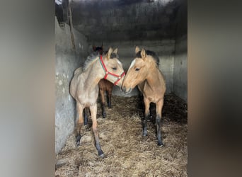 Lusitanos, Stute, 1 Jahr, 163 cm, Buckskin