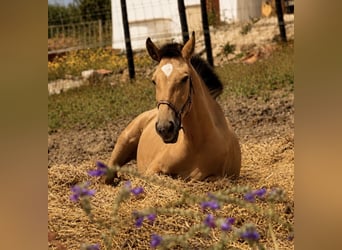 Lusitanos, Stute, 1 Jahr, 163 cm, Buckskin