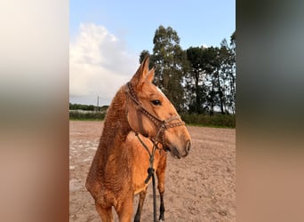 Lusitanos, Stute, 1 Jahr, 163 cm, Buckskin