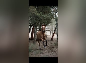 Lusitanos Mix, Stute, 1 Jahr, 163 cm, Falbe