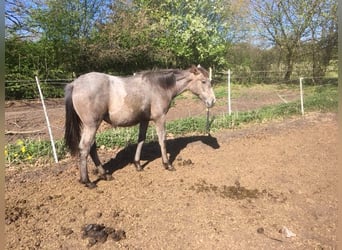 Lusitanos Mix, Stute, 1 Jahr, 165 cm, Braunfalbschimmel