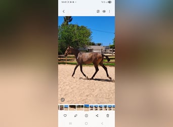 Lusitanos, Stute, 1 Jahr, 165 cm, Dunkelfuchs