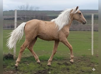 Lusitanos, Stute, 1 Jahr, 165 cm, Palomino
