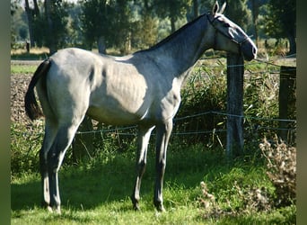 Lusitanos, Stute, 1 Jahr, 165 cm, Schimmel