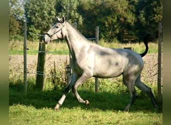 Lusitanos, Stute, 1 Jahr, 165 cm, Schimmel