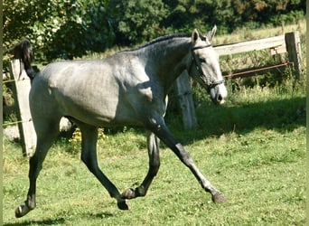 Lusitanos, Stute, 1 Jahr, 165 cm, Schimmel