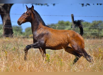 Lusitanos, Stute, 1 Jahr, Brauner