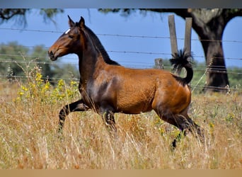 Lusitanos, Stute, 1 Jahr, Brauner