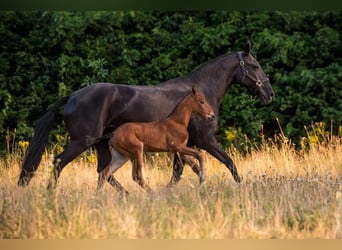 Lusitanos, Stute, 1 Jahr, Brauner
