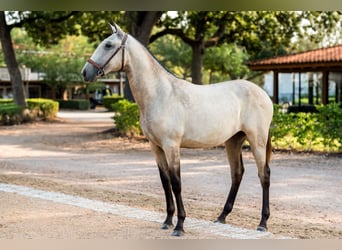 Lusitanos, Stute, 1 Jahr, Buckskin