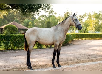 Lusitanos, Stute, 1 Jahr, Buckskin