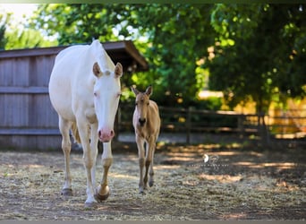 Lusitanos, Stute, 1 Jahr, Falbe