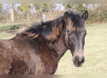 Lusitanos Mix, Stute, 1 Jahr, Rappschimmel