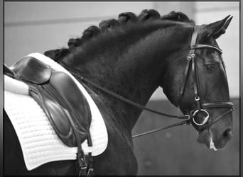 Lusitanos Mix, Stute, 1 Jahr, Rappschimmel