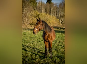 Lusitanos, Stute, 1 Jahr, Rotbrauner