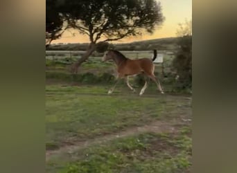 Lusitanos Mix, Stute, 1 Jahr, Schimmel